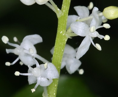 Maianthemum dilatatum