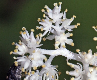 Maianthemum racemosum