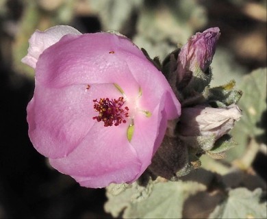 Malacothamnus enigmaticus