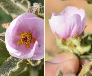 Malacothamnus foliosus