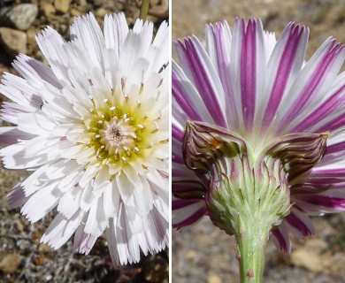 Malacothrix saxatilis