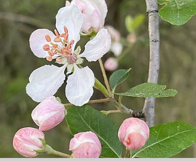 Malus angustifolia