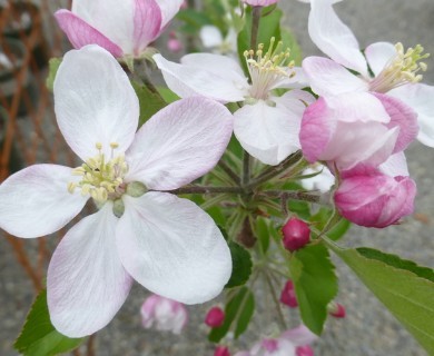 Malus domestica