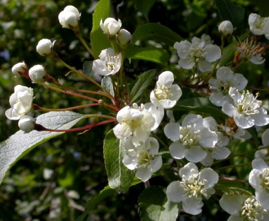 Malus fusca