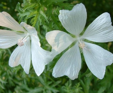 Malva moschata