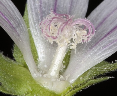 Malva neglecta