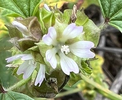 Malva parviflora