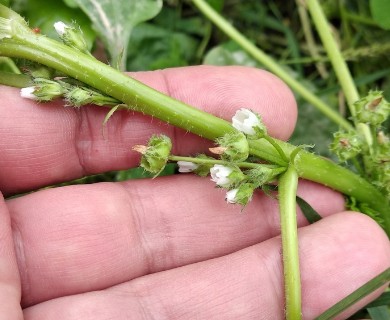 Malva pusilla