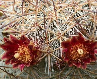 Mammillaria pottsii