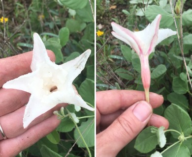 Mandevilla macrosiphon