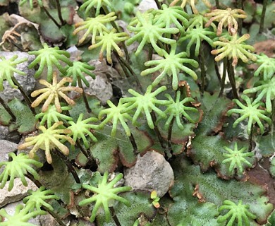 Marchantia polymorpha