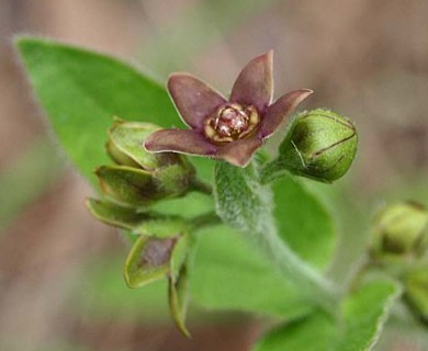 Matelea cynanchoides