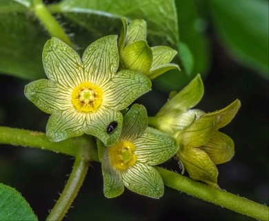 Matelea edwardsensis
