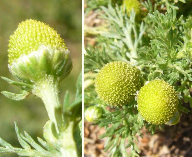 Matricaria discoidea