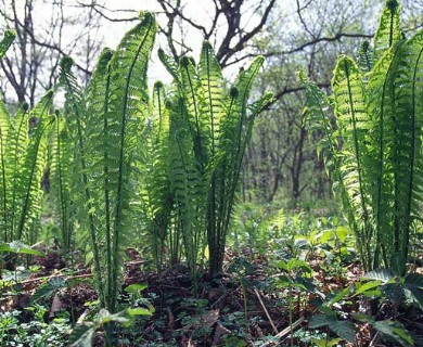 Matteuccia struthiopteris