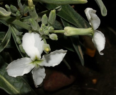 Matthiola incana