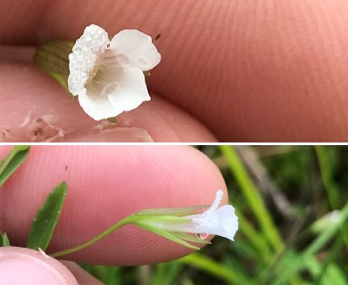 Mecardonia acuminata