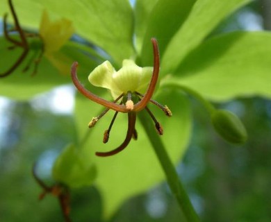 Medeola virginiana