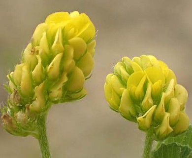 Medicago lupulina