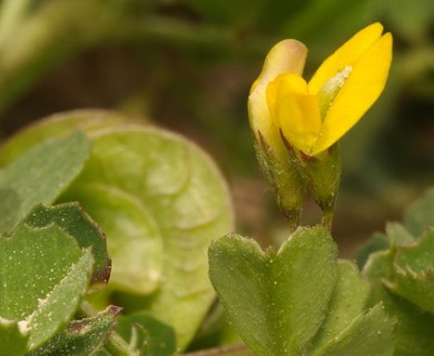 Medicago orbicularis