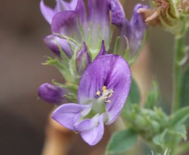 Medicago sativa