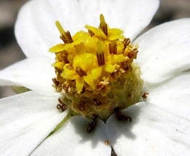 Melampodium leucanthum