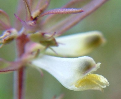 Melampyrum lineare