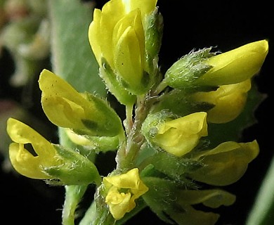 Melilotus indicus