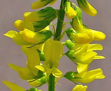 Melilotus officinalis