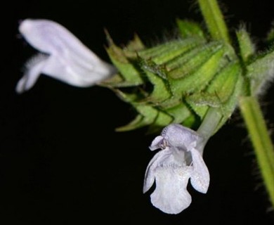 Melissa officinalis