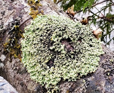 Menegazzia subsimilis