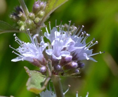 Mentha arvensis