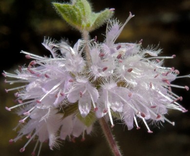 Mentha pulegium