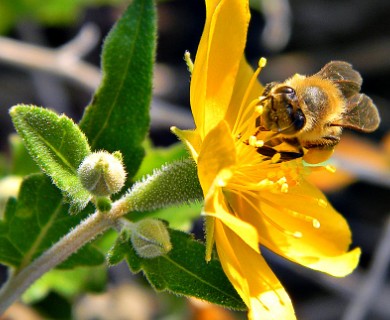 Mentzelia floridana