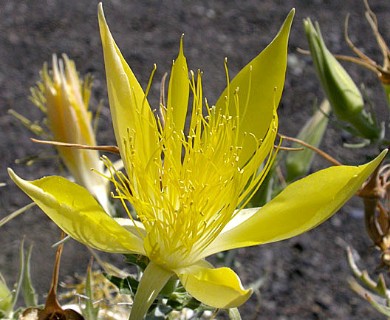 Mentzelia laevicaulis