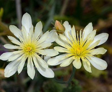 Mentzelia longiloba