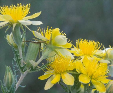 Mentzelia multiflora