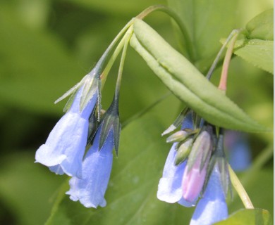 Mertensia arizonica