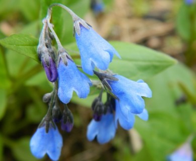 Mertensia bella