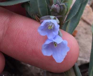 Mertensia humilis