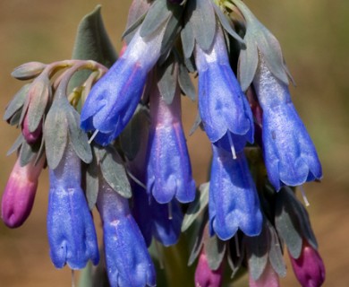 Mertensia macdougalii