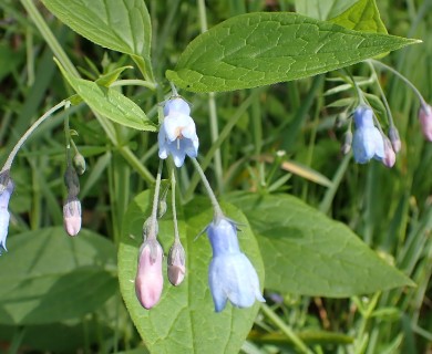 Mertensia platyphylla