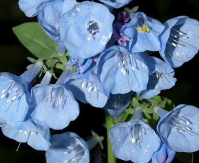 Mertensia virginica