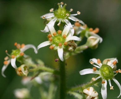 Micranthes pensylvanica