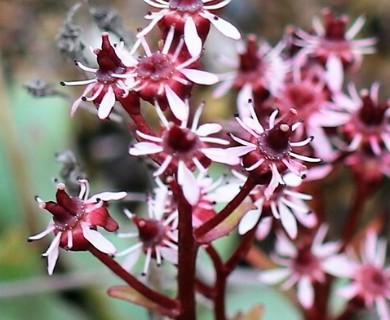 Micranthes razshivinii