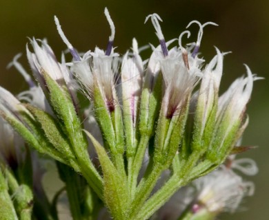 Mikania scandens