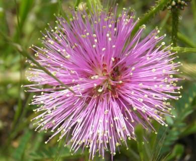 Mimosa nuttallii