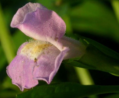 Mimulus alatus