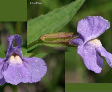 Mimulus ringens