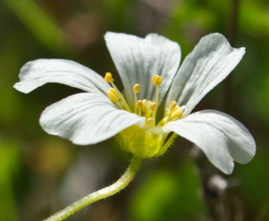 Minuartia drummondii